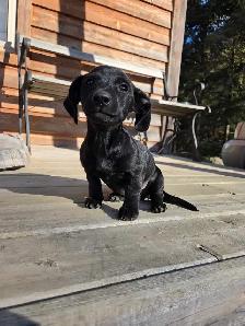 Dachshund/ Jack Russell Female - Photo 2