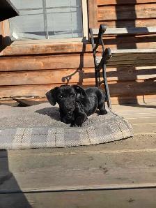 Dachshund/ Jack Russell Female - Photo 3