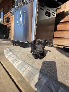Dachshund/ Jack Russell Female - Photo 4