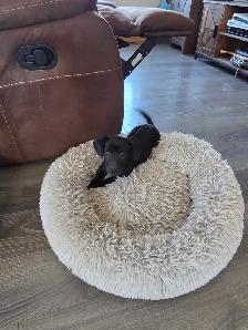 Dachshund/ Jack Russell Female - Photo 5