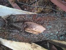 Natural Heart Shape in Live Edge! - Photo 2