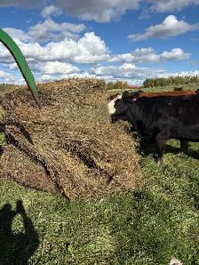 2026 of Alfalfa grass mix bales.