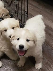 Great Pyrenees X Maremma Puppies