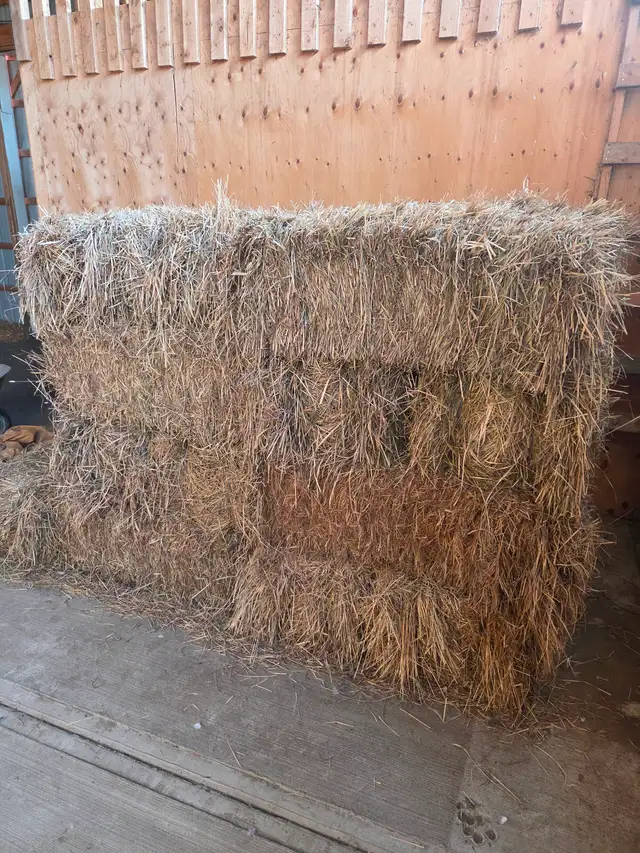 Horse Hay