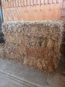 Horse Hay