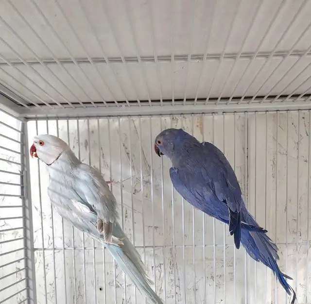 Beautiful Proven Pallid & Violet Indian Ringneck Pair