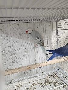Beautiful Proven Pallid & Violet Indian Ringneck Pair - Photo 2