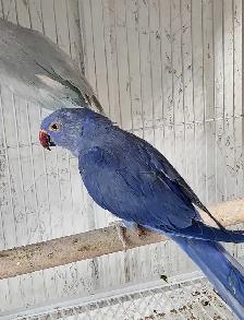Beautiful Proven Pallid & Violet Indian Ringneck Pair - Photo 3