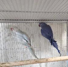 Beautiful Proven Pallid & Violet Indian Ringneck Pair - Photo 4