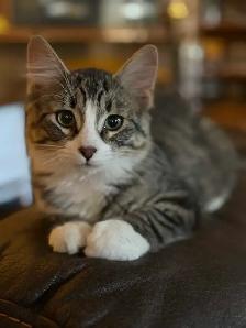 Sweet 3 month old male kitten