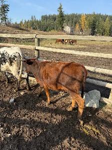 longhorn cattle